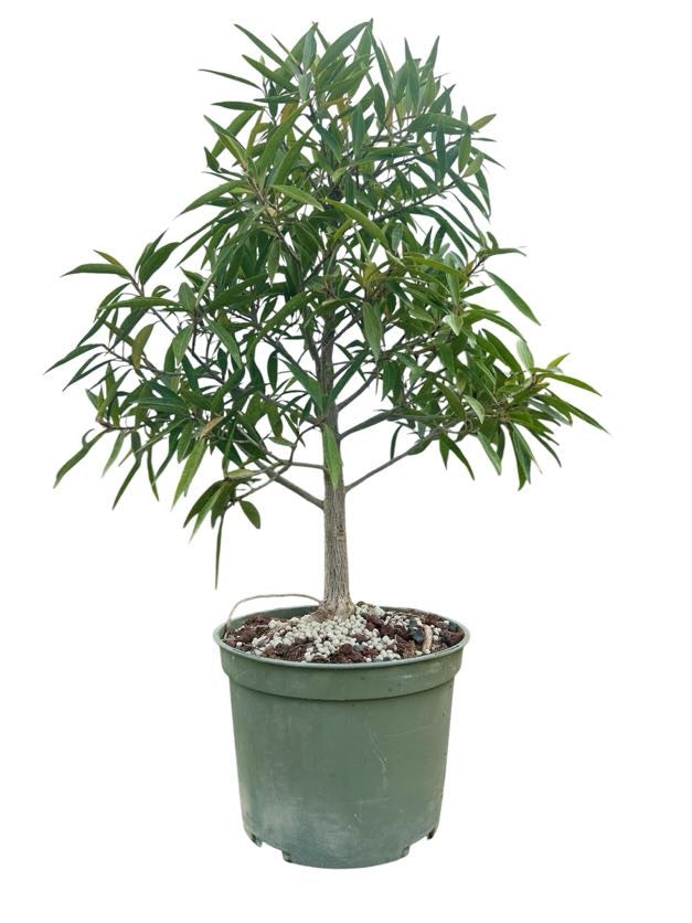 Willow Leaf Ficus - Pre Bonsai