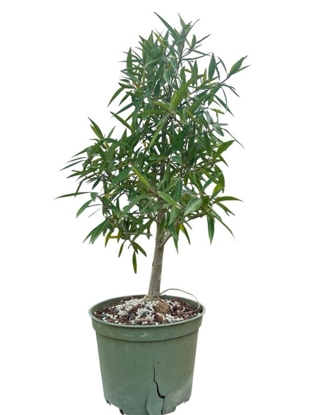 Willow Leaf Ficus - Pre Bonsai