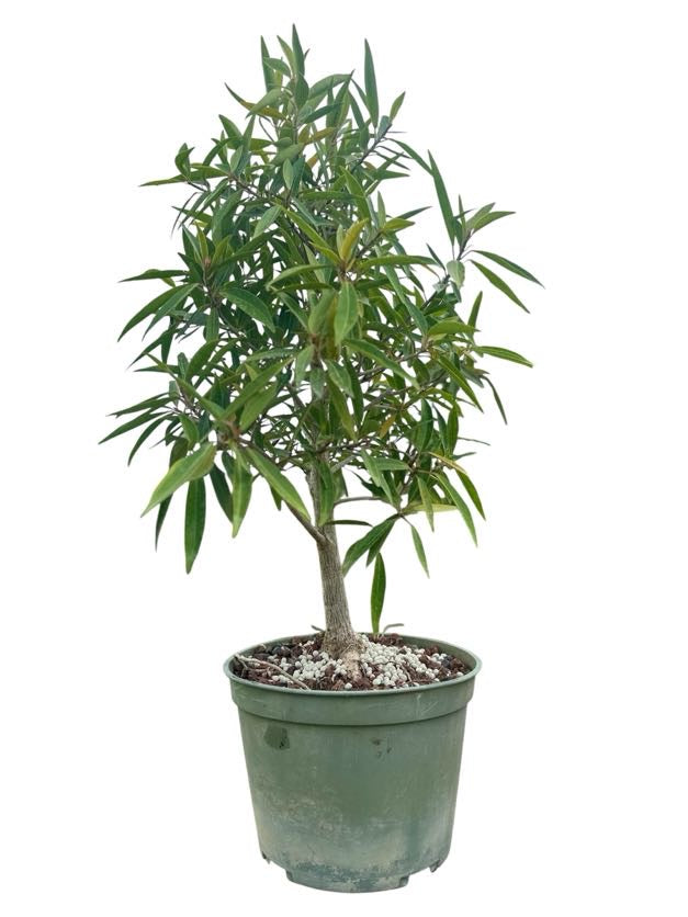 Willow Leaf Ficus - Pre Bonsai