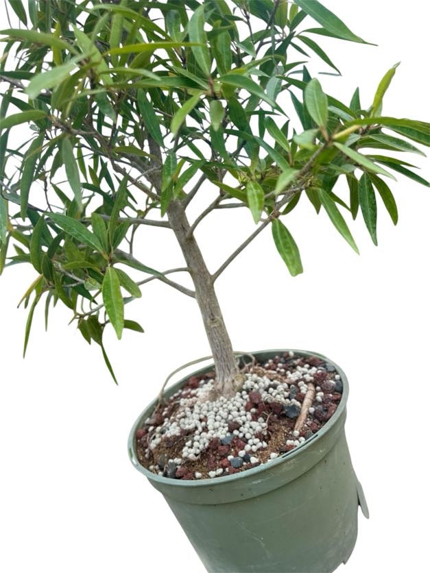 Willow Leaf Ficus - Pre Bonsai
