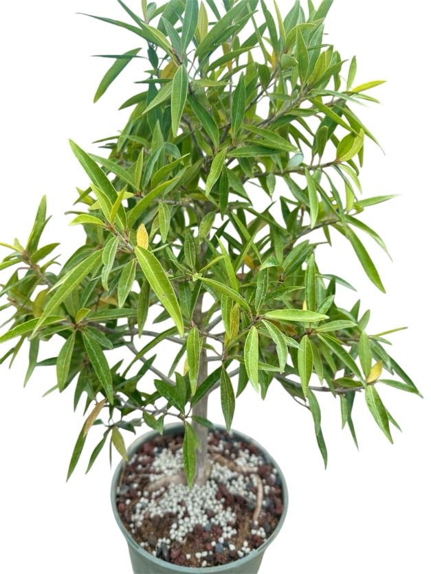 Willow Leaf Ficus - Pre Bonsai