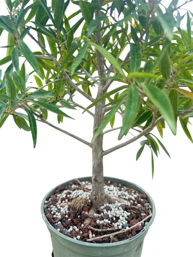 Willow Leaf Ficus - Pre Bonsai