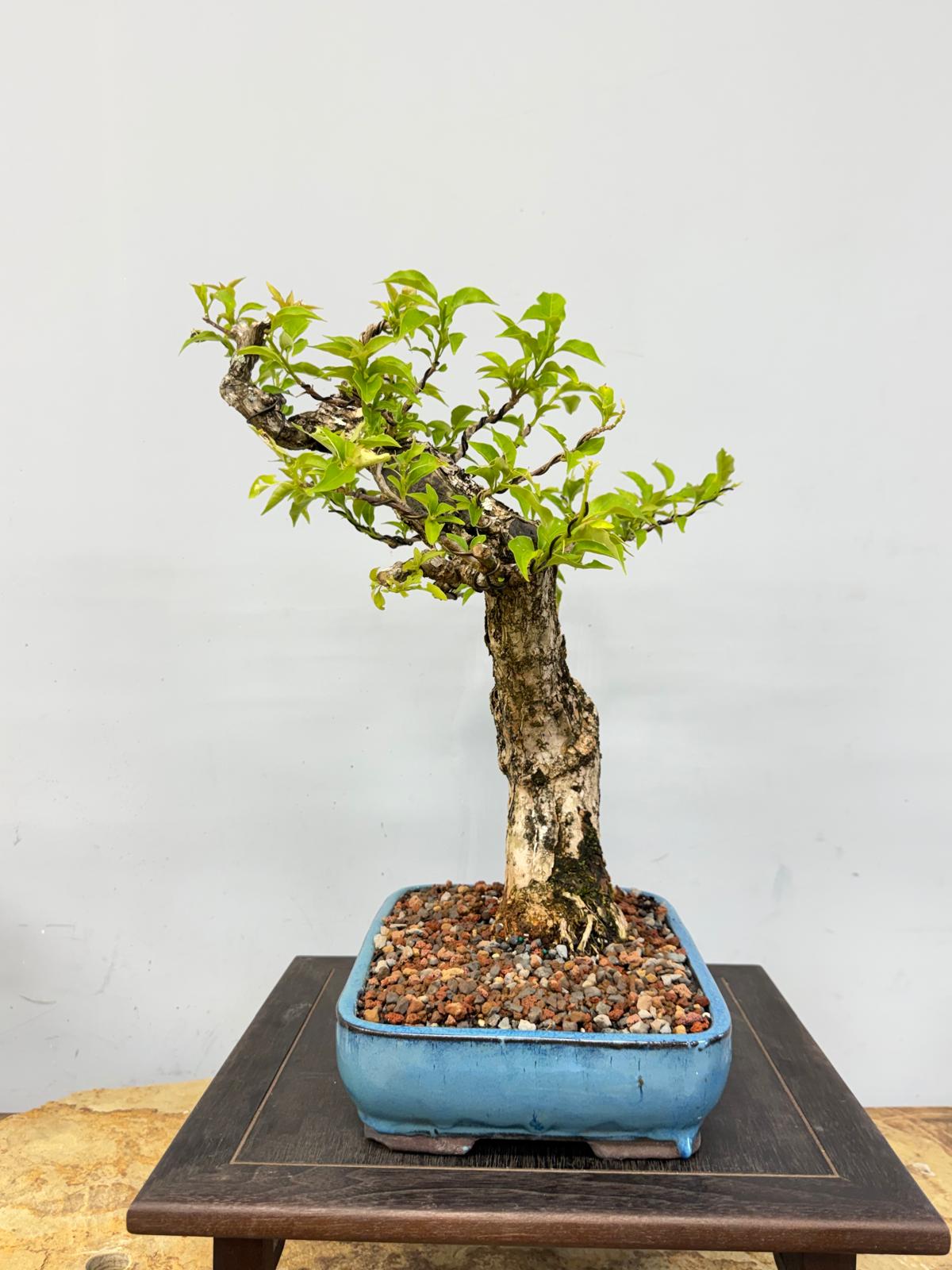 Purple Bougainvillea Bonsai