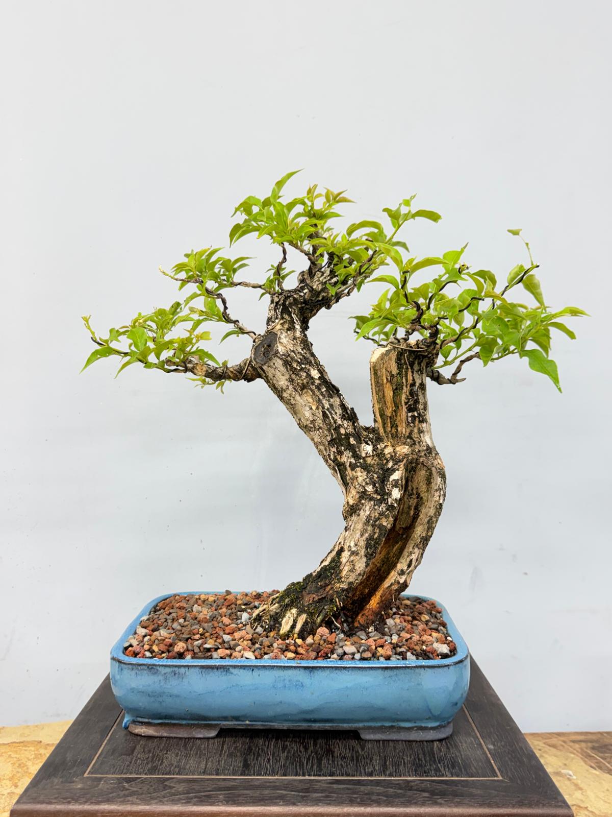 Purple Bougainvillea Bonsai