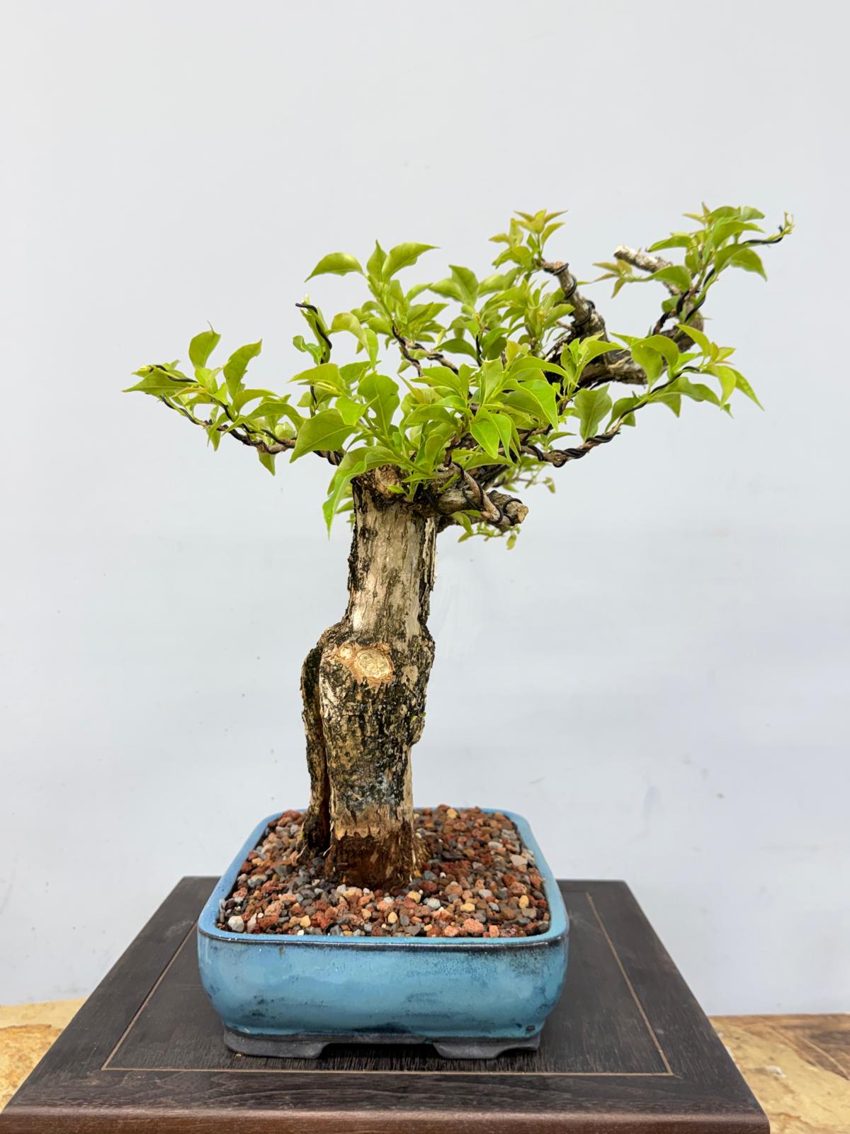 Purple Bougainvillea Bonsai