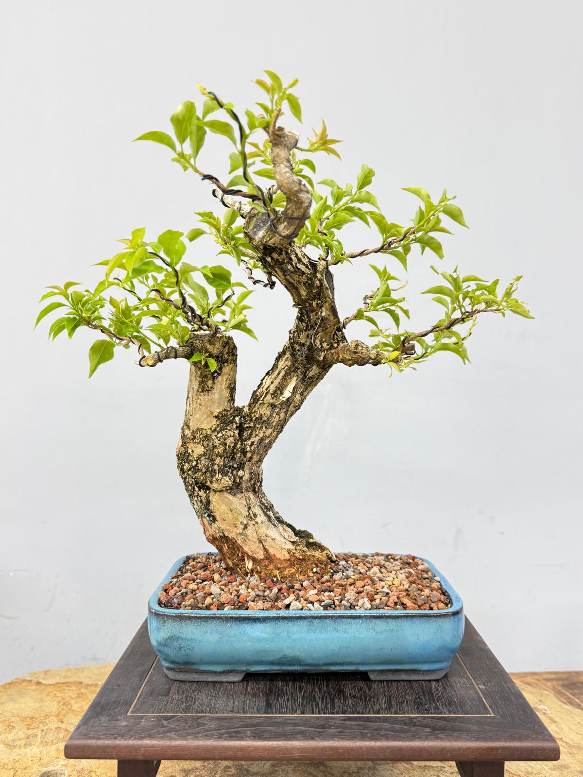 Purple Bougainvillea Bonsai