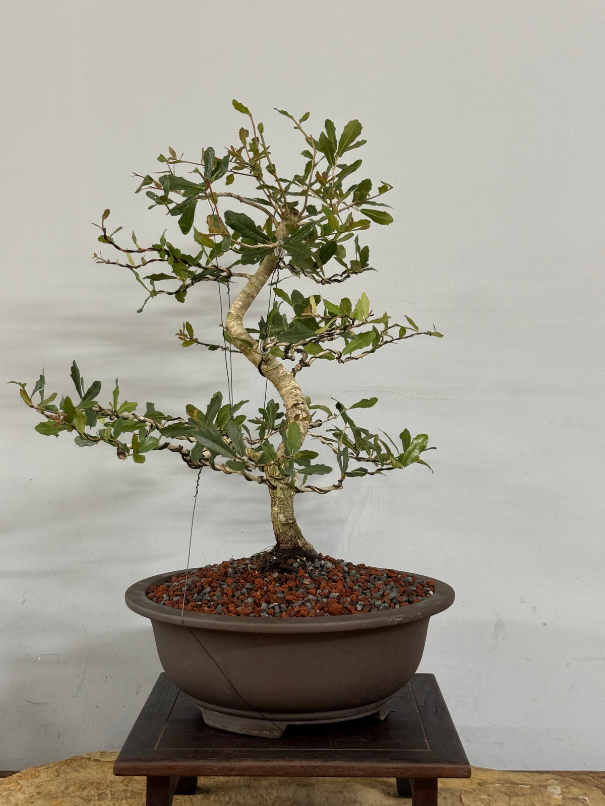 Southern Live Oak