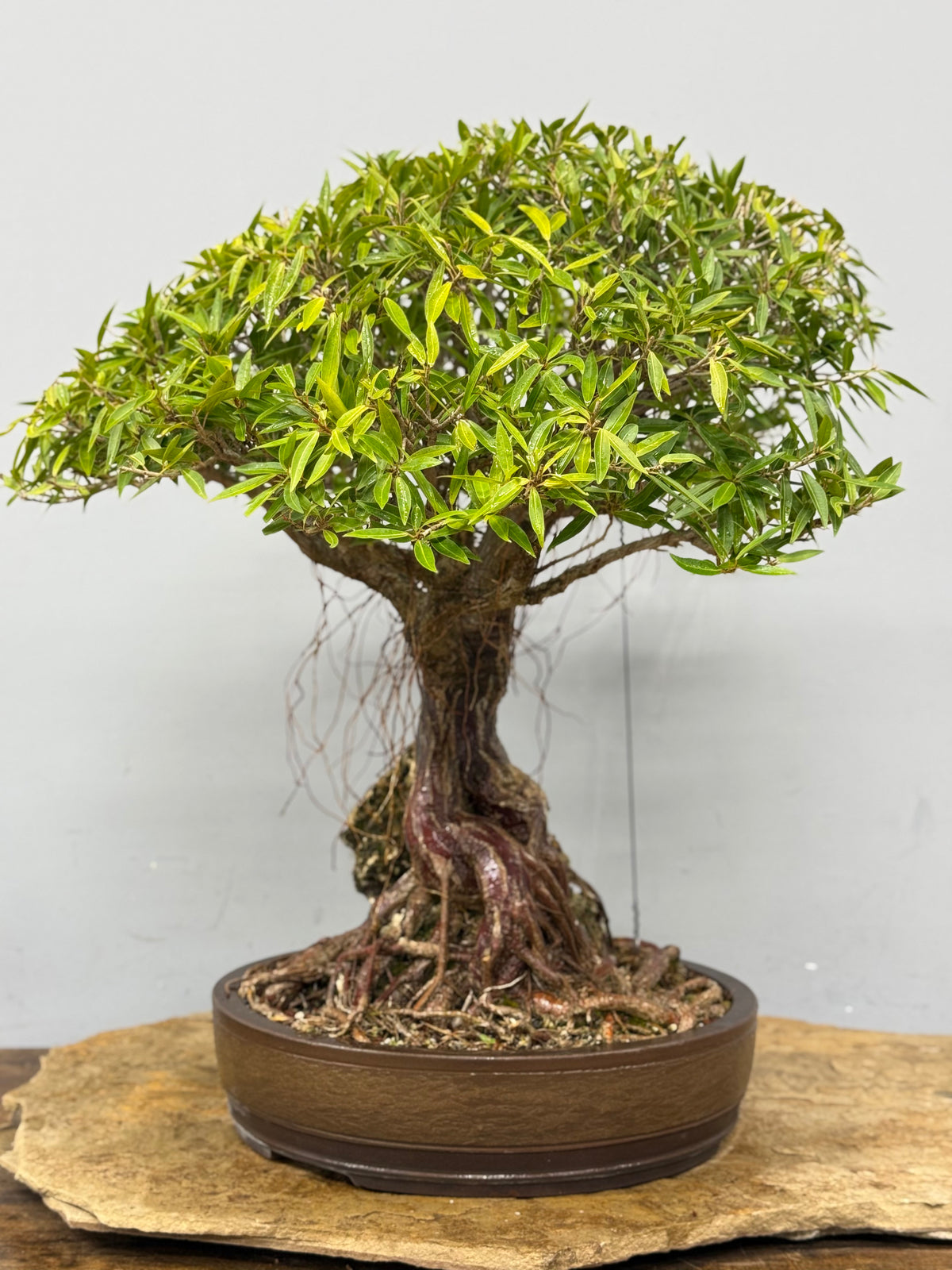 Root Over Rock Willowleaf Ficus Bonsai