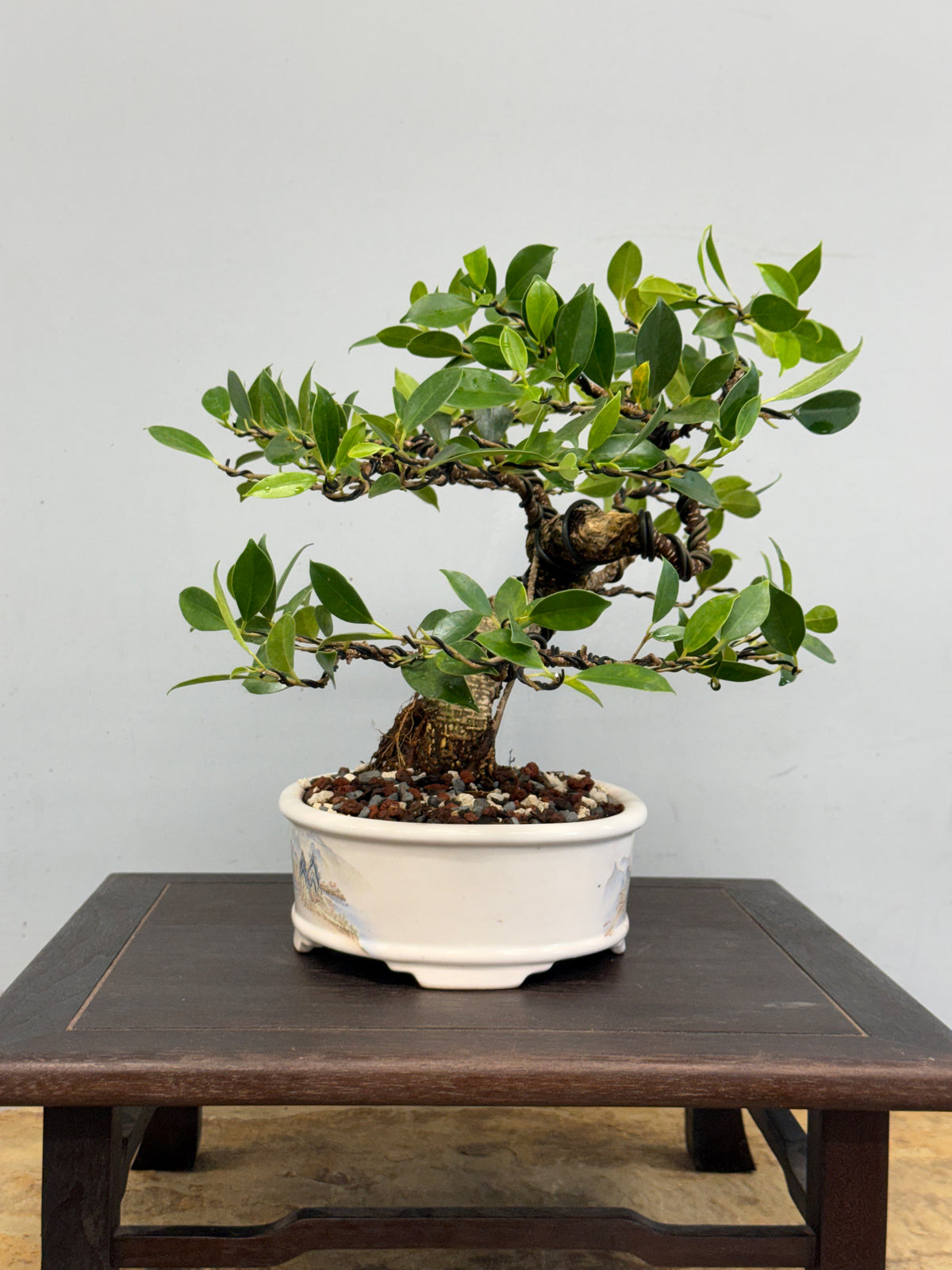 Tiger Bark Ficus