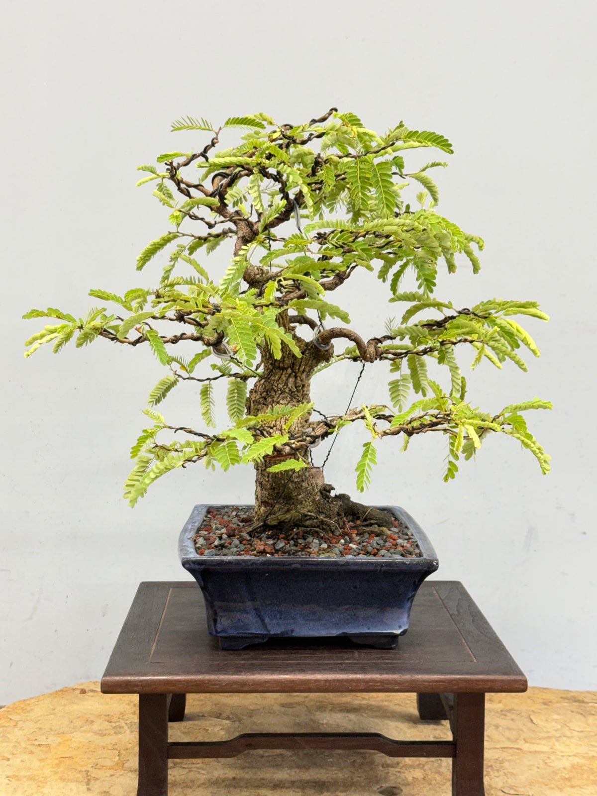 Tamarindus indica