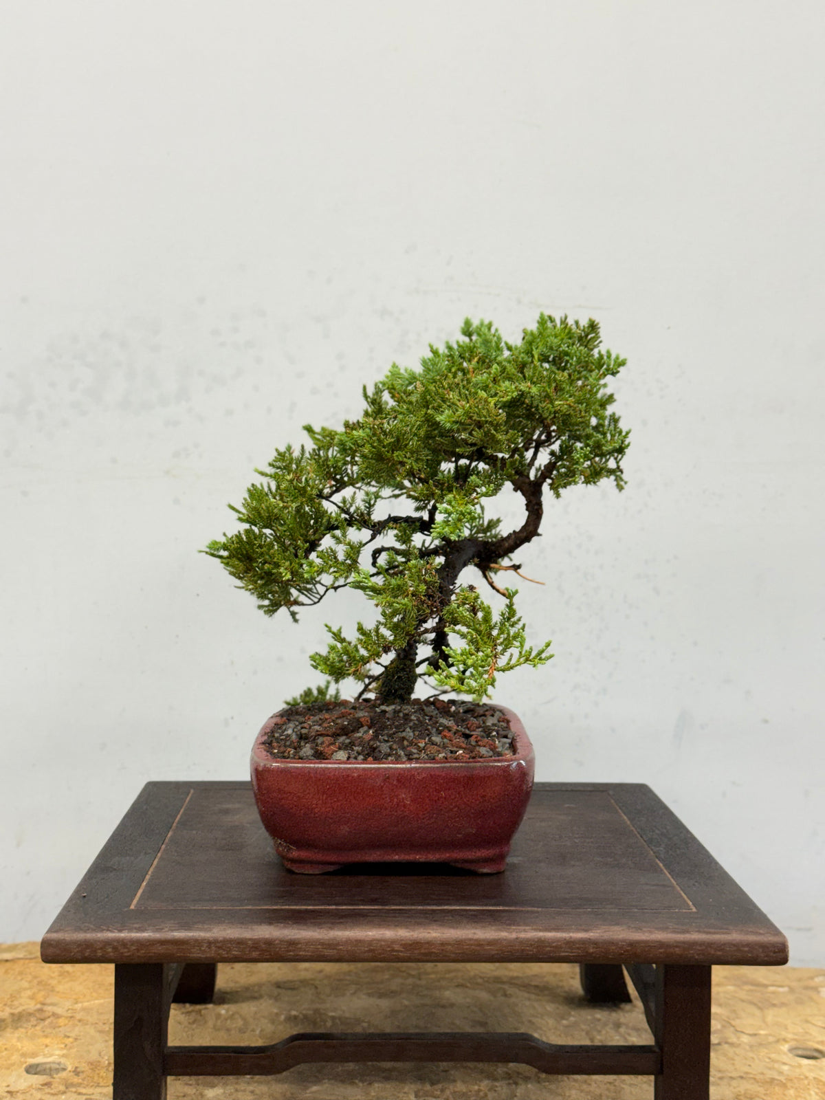 Procumbens Nana Juniper Bonsai – Informal Upright