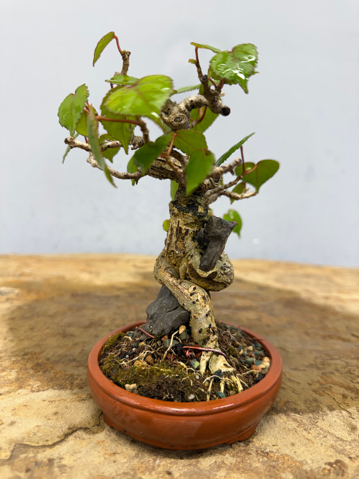Mame Root Over Rock Sea Hibiscus (Waru)