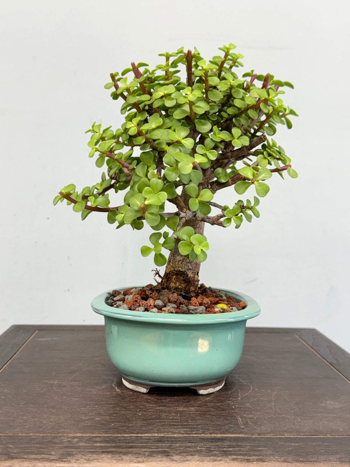 Dwarf Jade