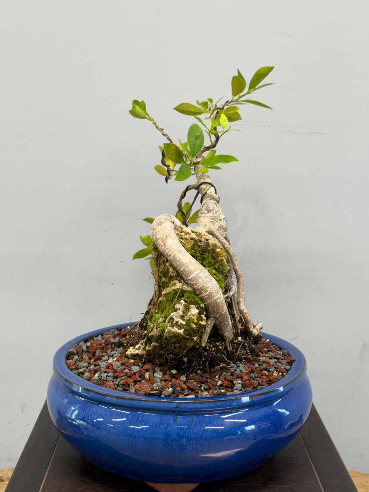 Root Over Rock Tiger Bark Ficus