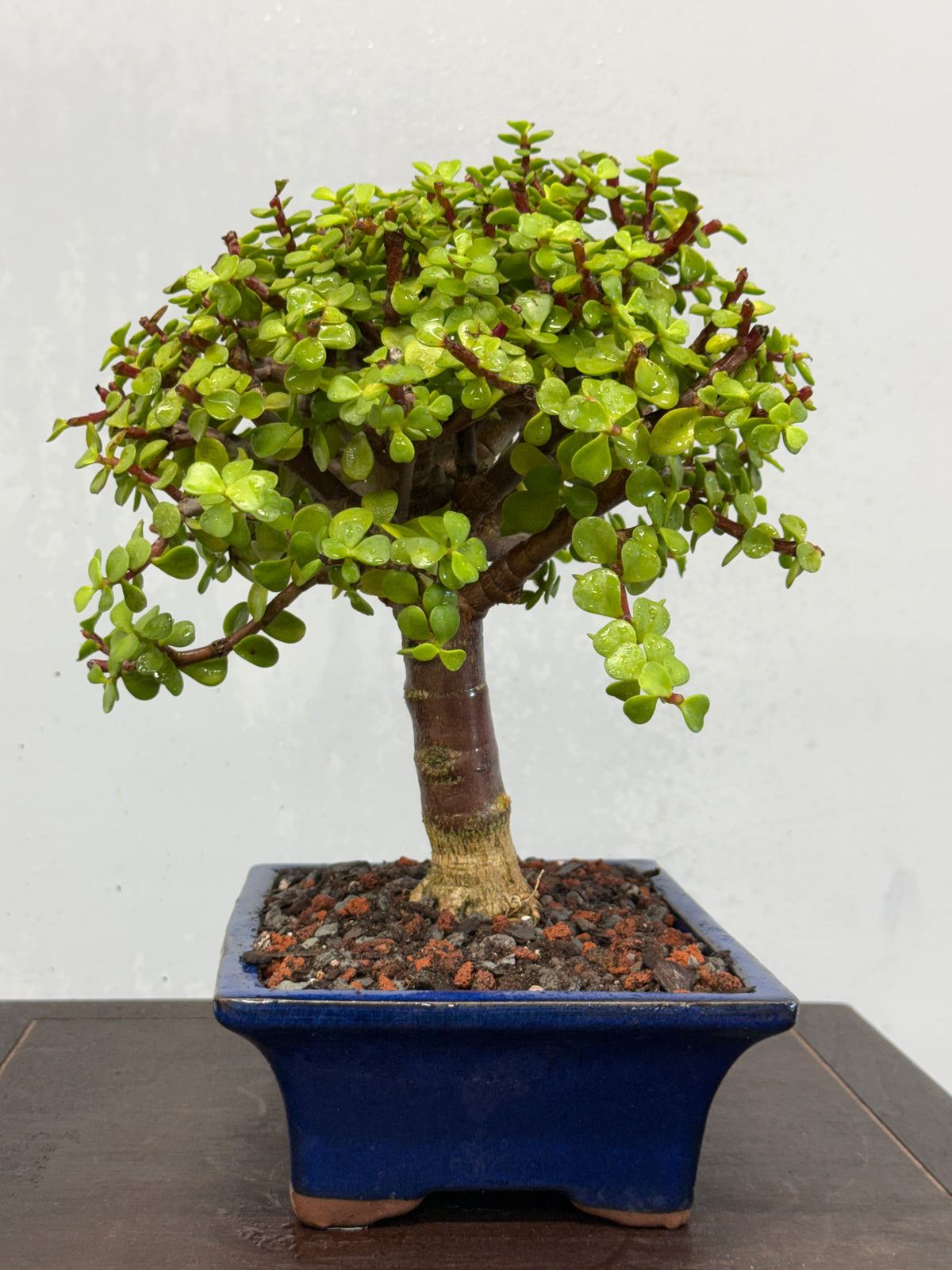 Dwarf Jade