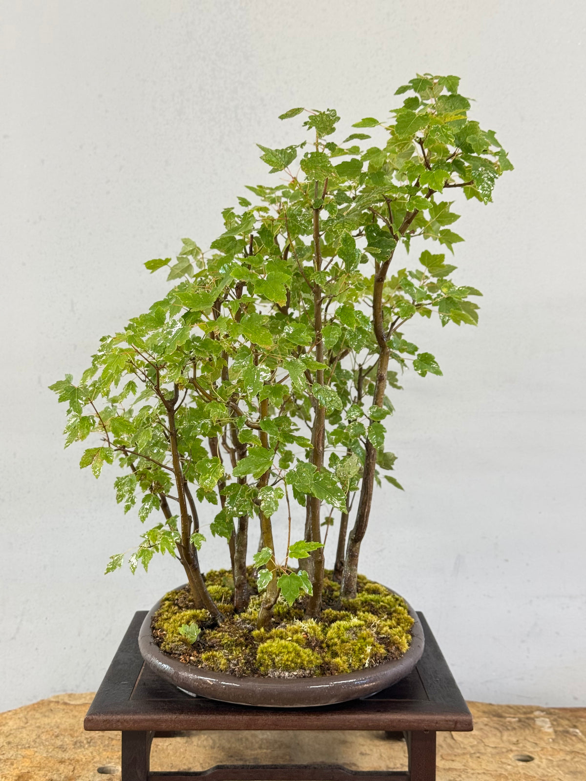 Florida Red Maple Forest Bonsai