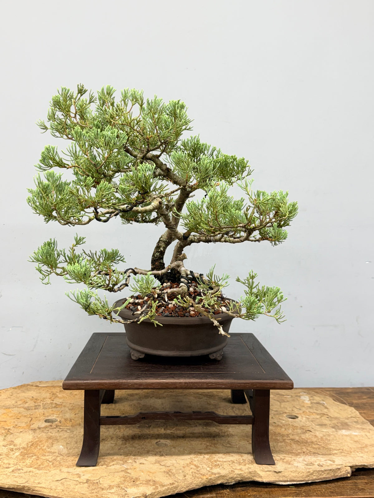 Parsons Juniper