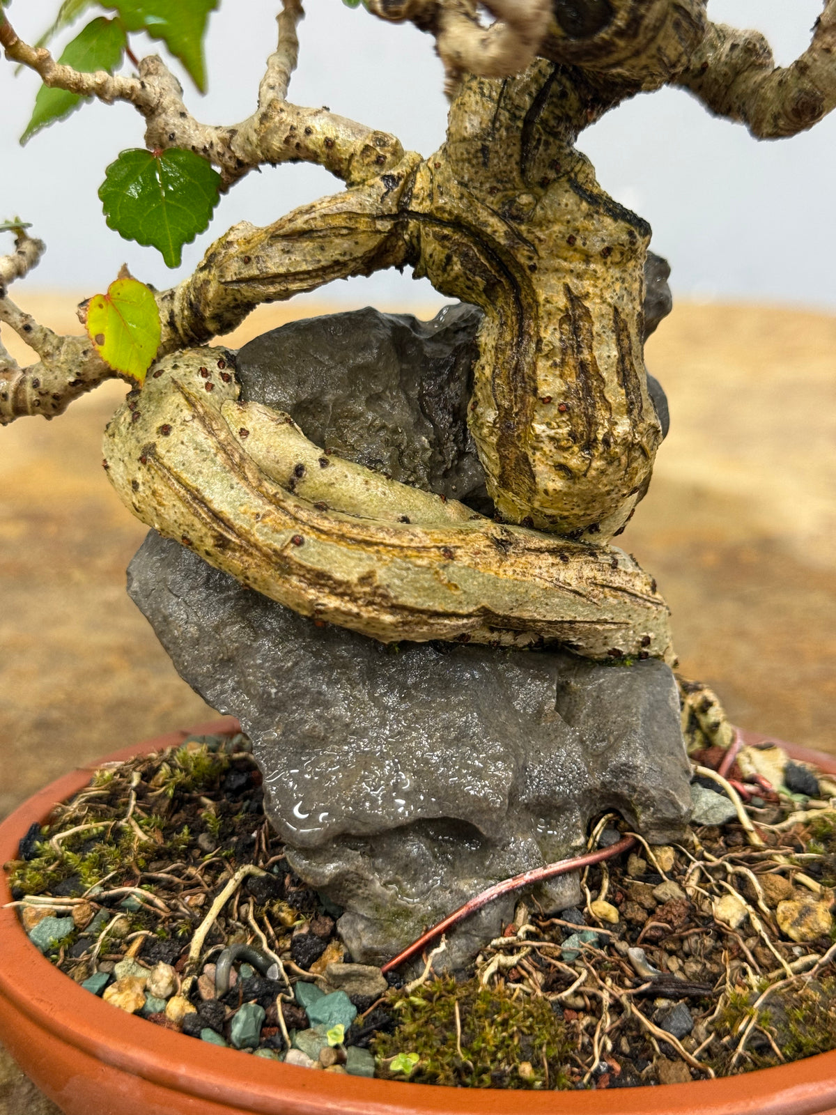Mame Root Over Rock Sea Hibiscus (Waru)