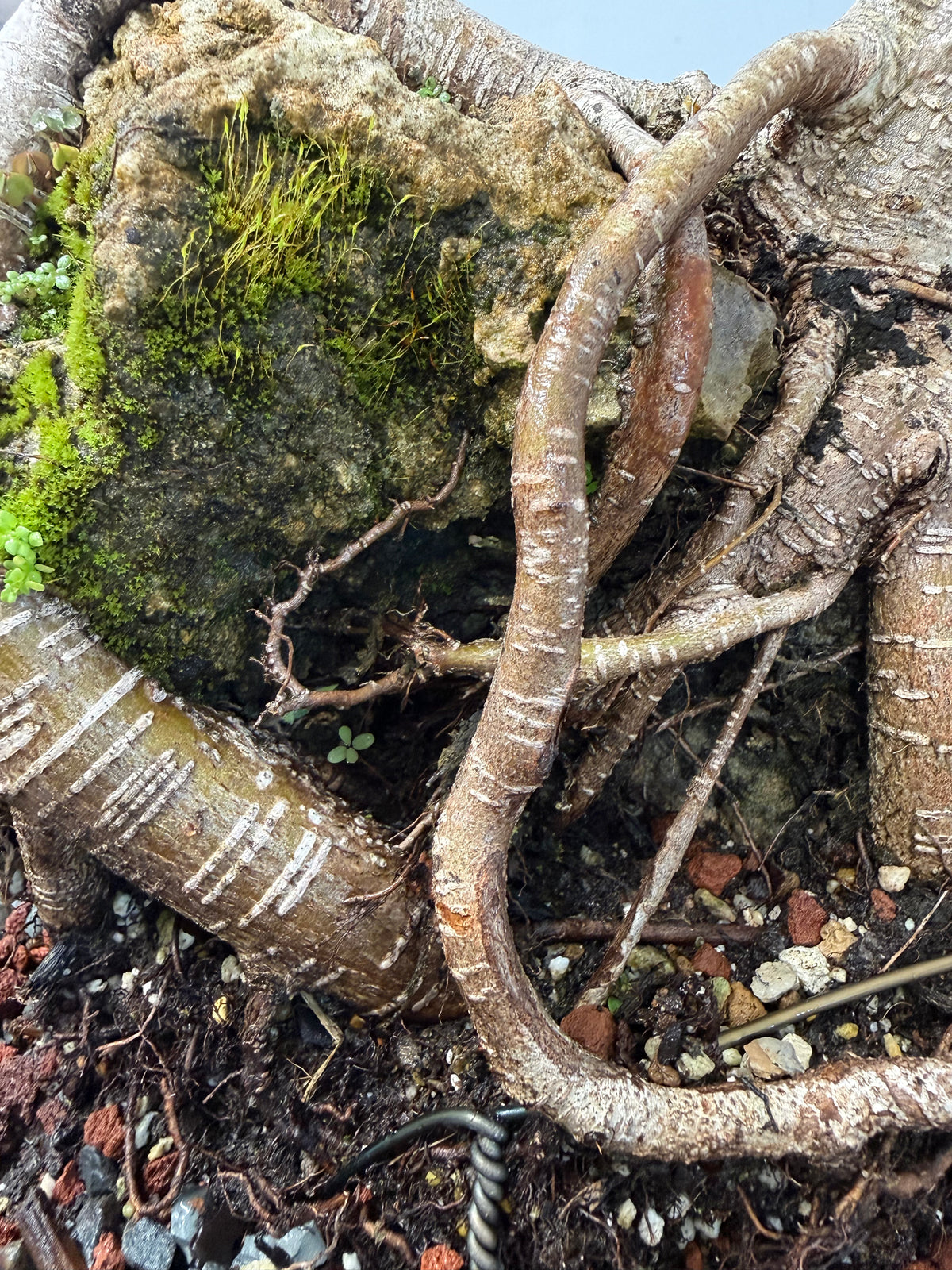 Root Over Rock Tiger Bark Ficus
