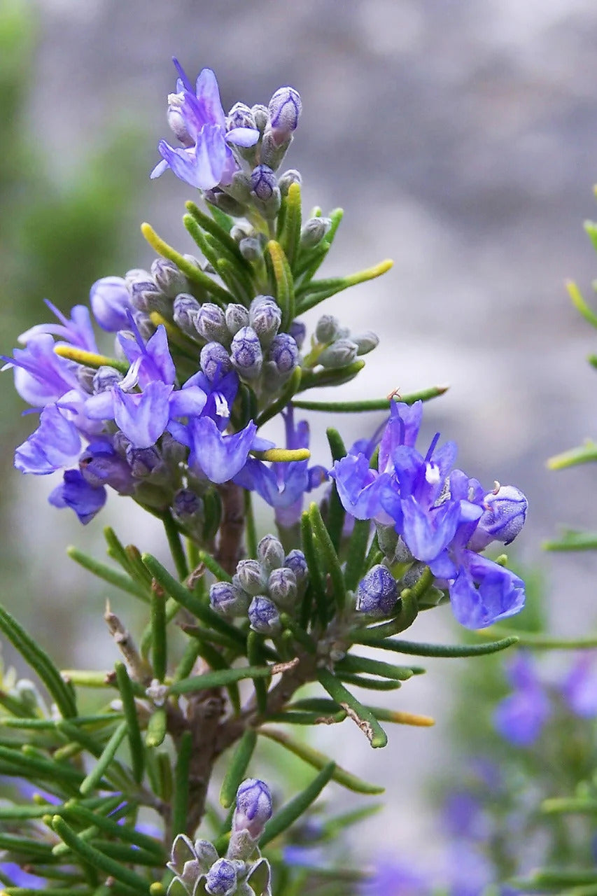Rosemary