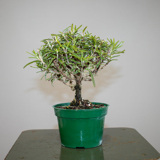 Rosemary