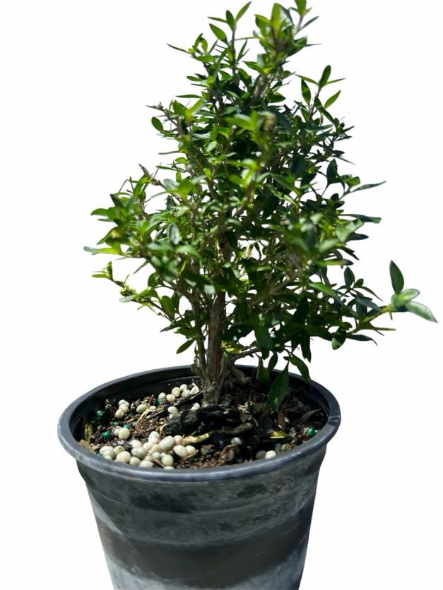 Serissa Variegata