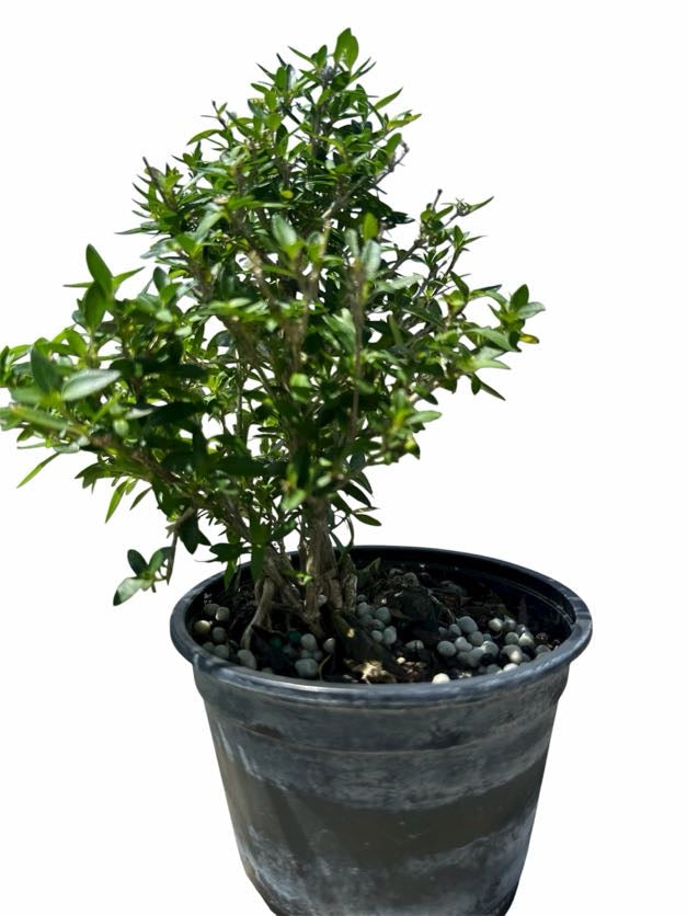 Serissa Variegata