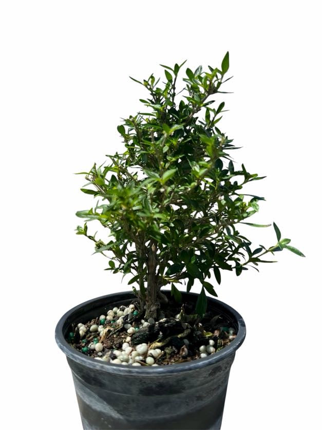 Serissa Variegata