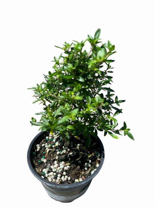 Serissa Variegata
