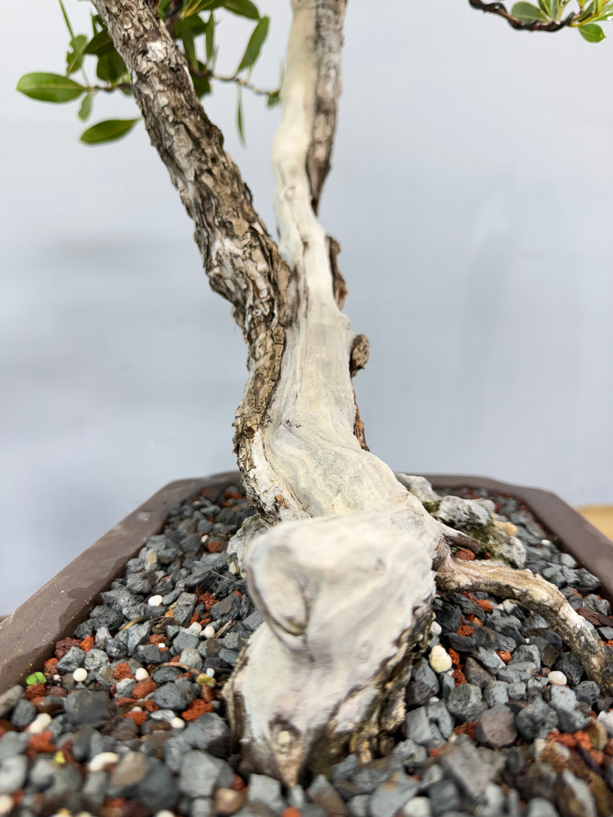 Buttonwood