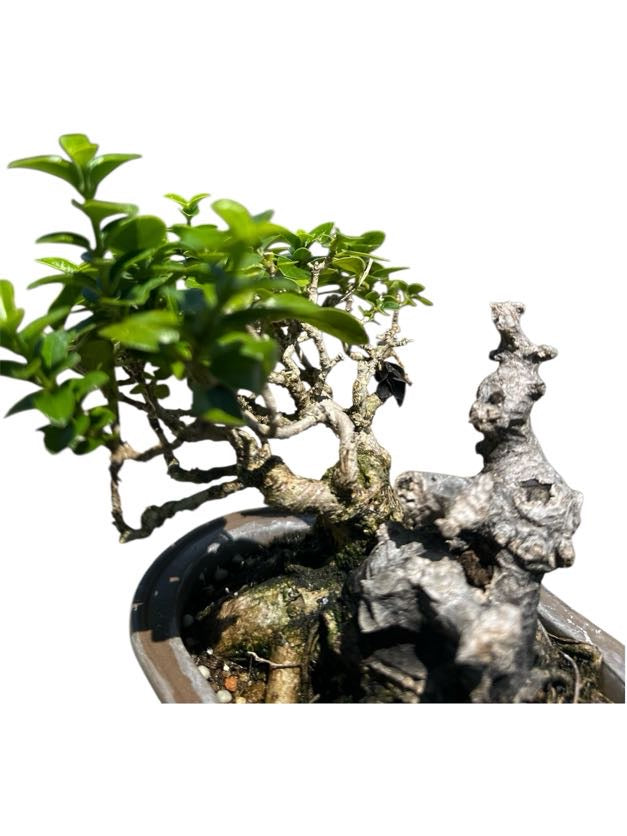 Shohin Premna