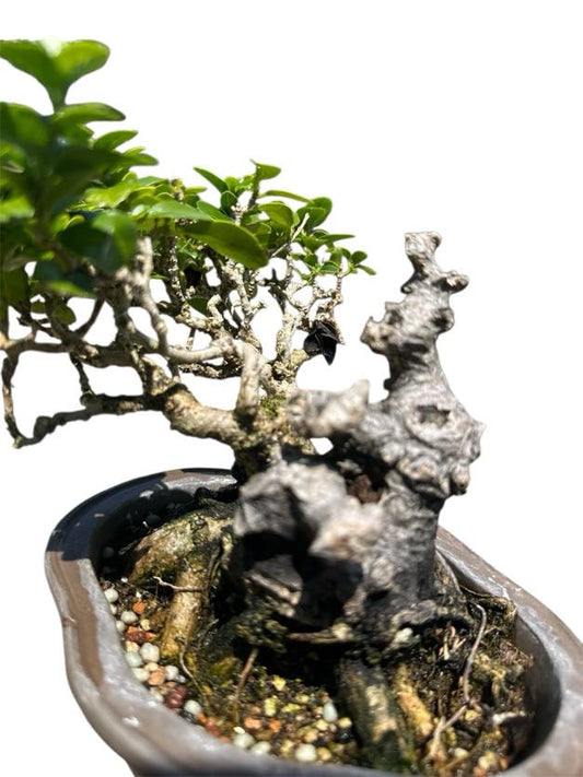 Shohin Premna