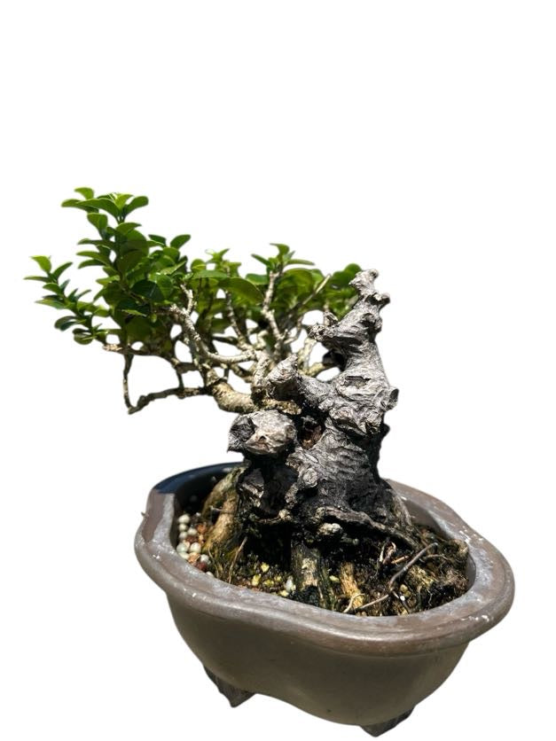 Shohin Premna