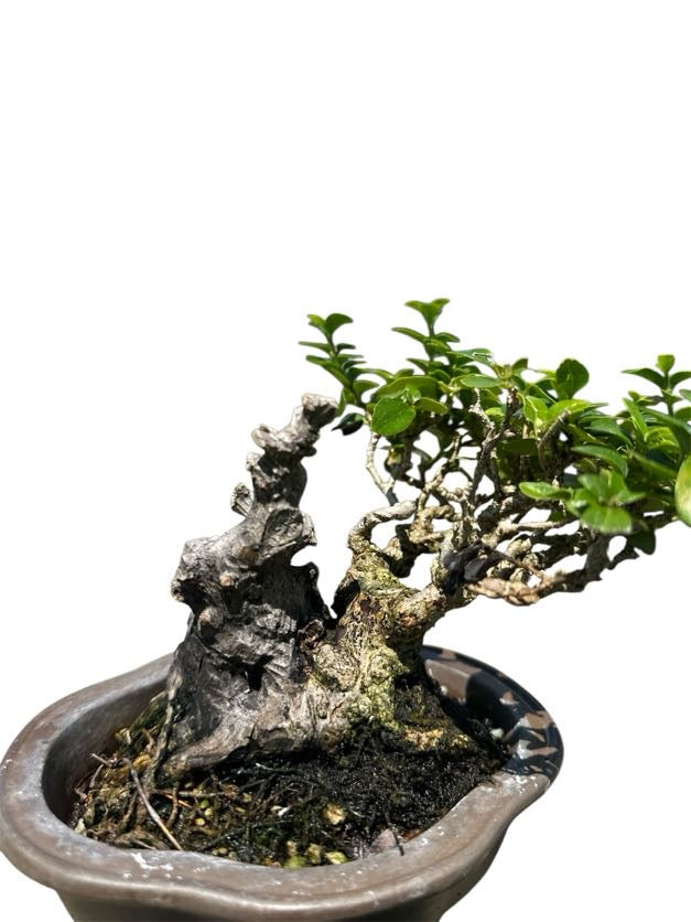 Shohin Premna