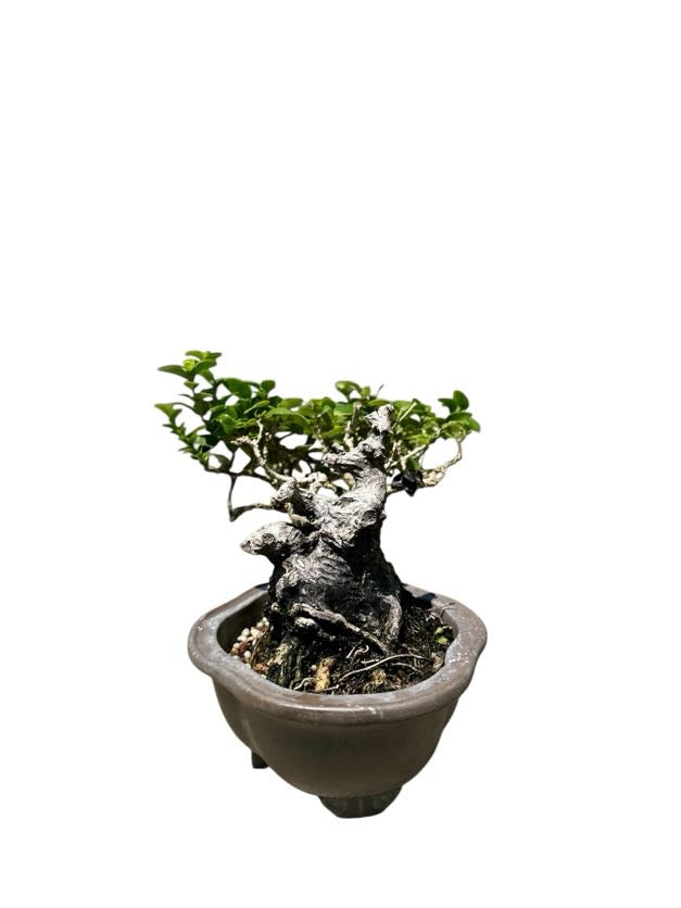 Shohin Premna