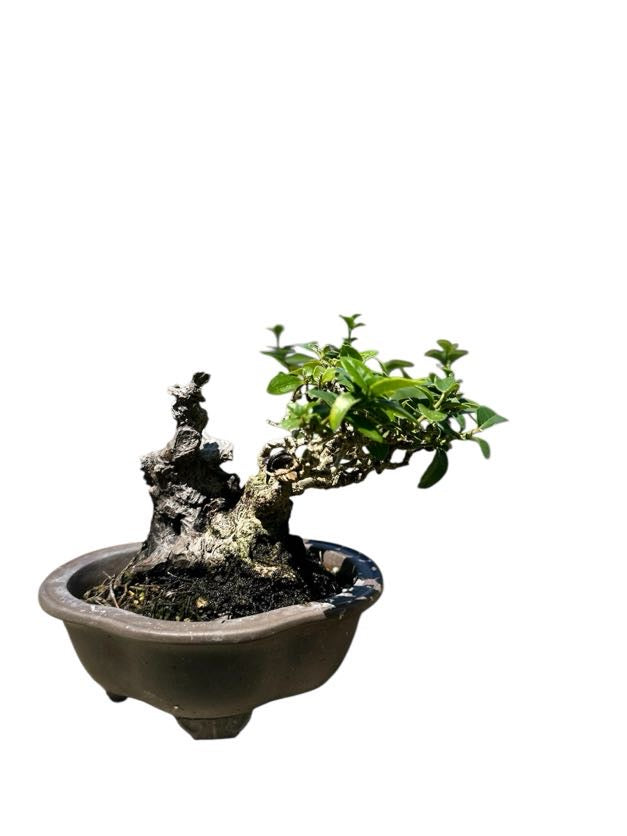 Shohin Premna