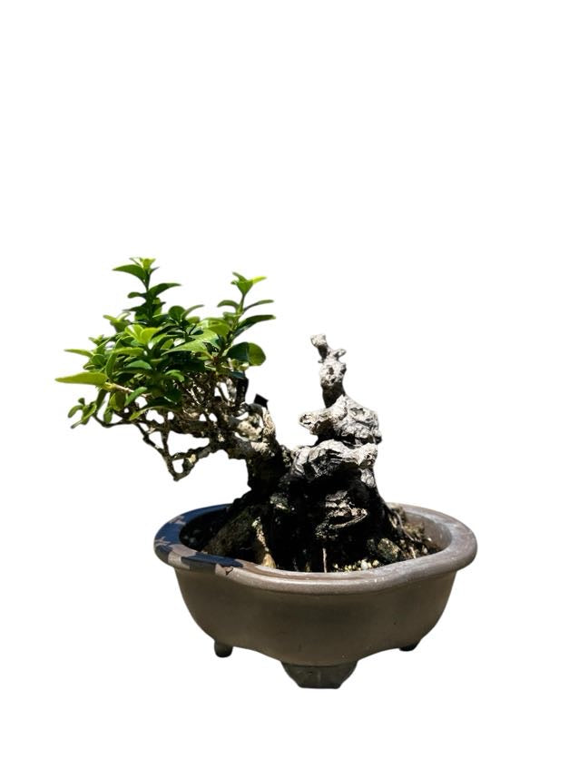 Shohin Premna