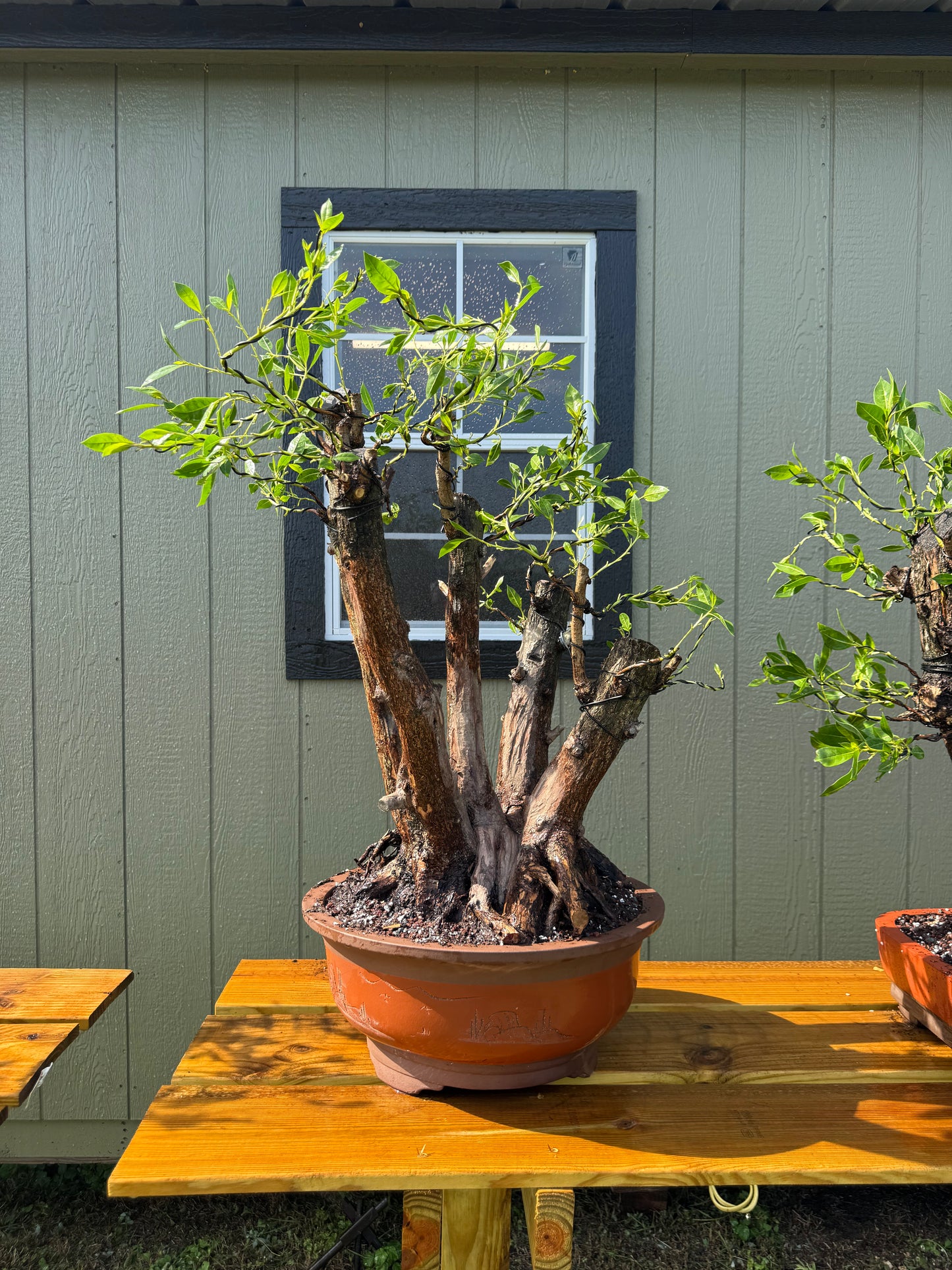 After - Potted Bonsai