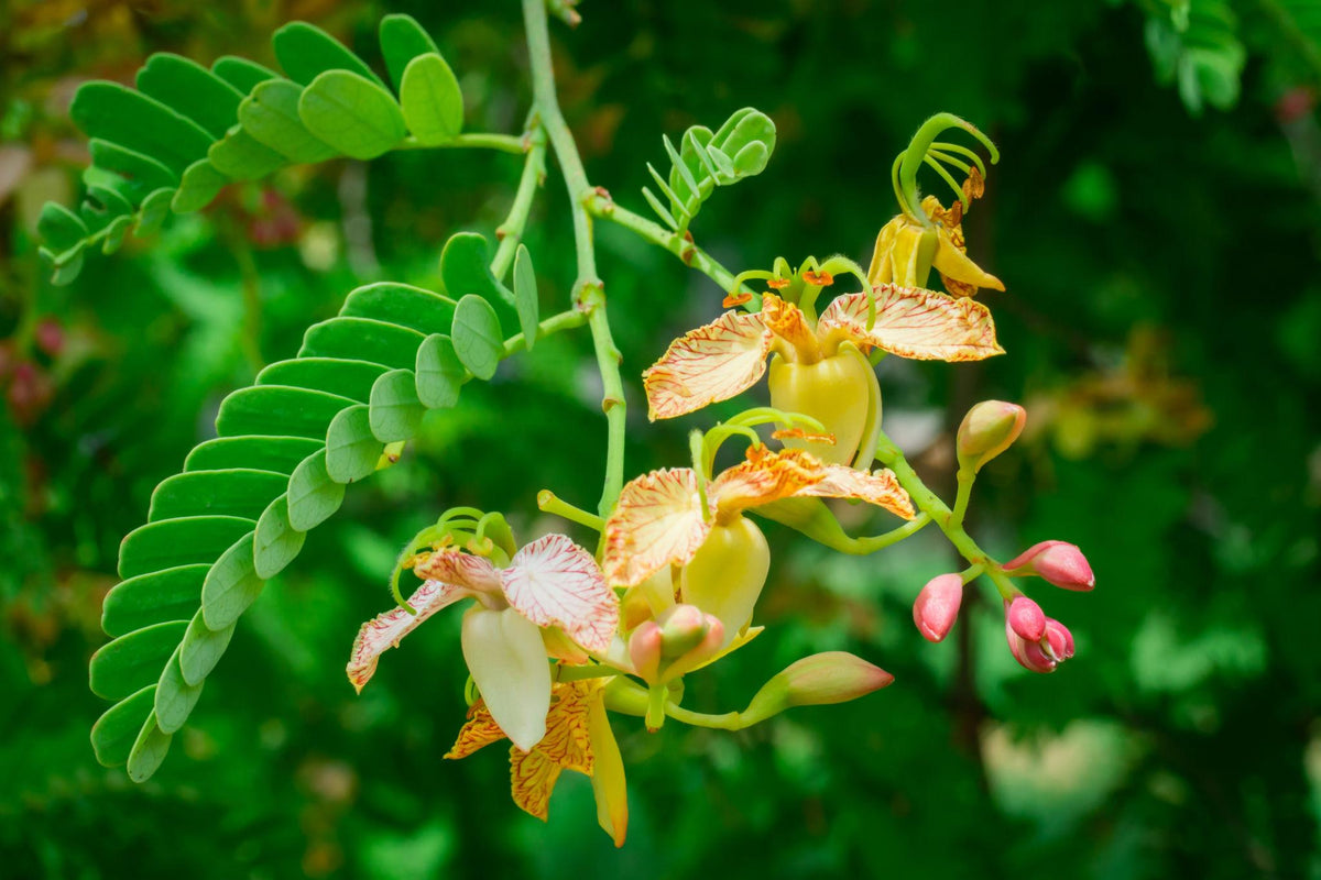 Tamarindus indica