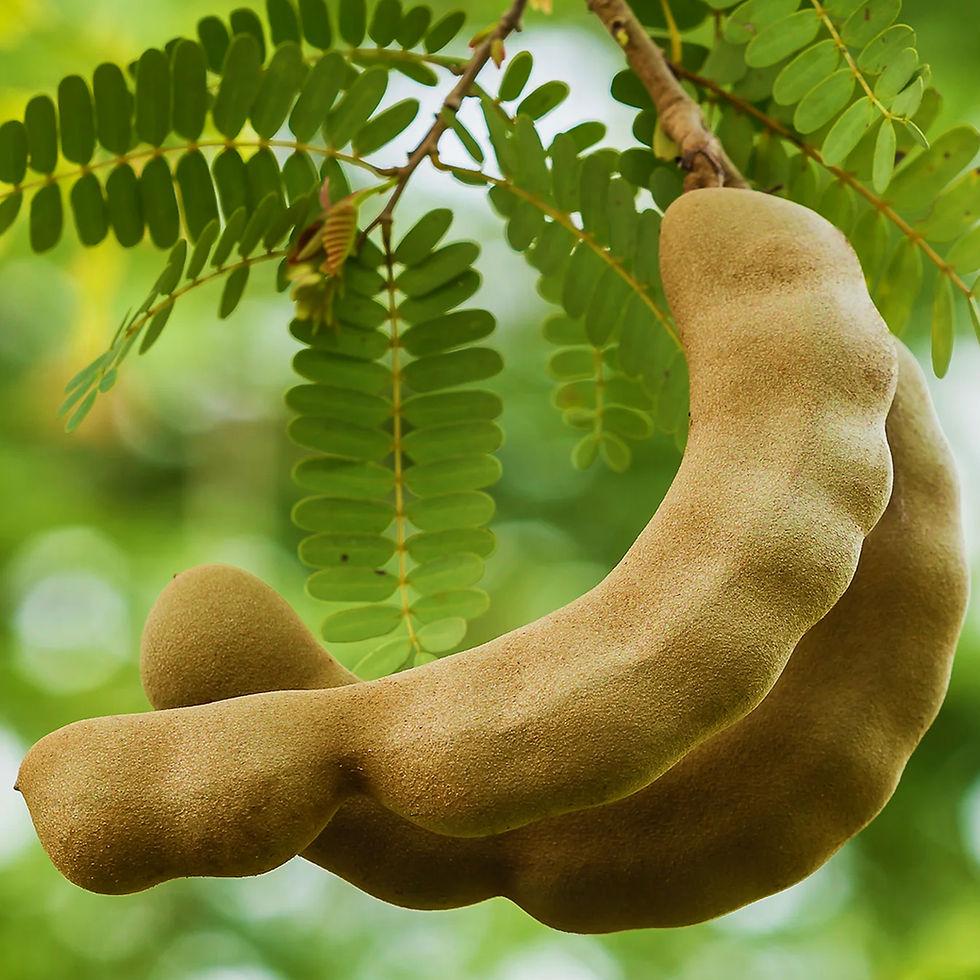 Tamarindus indica