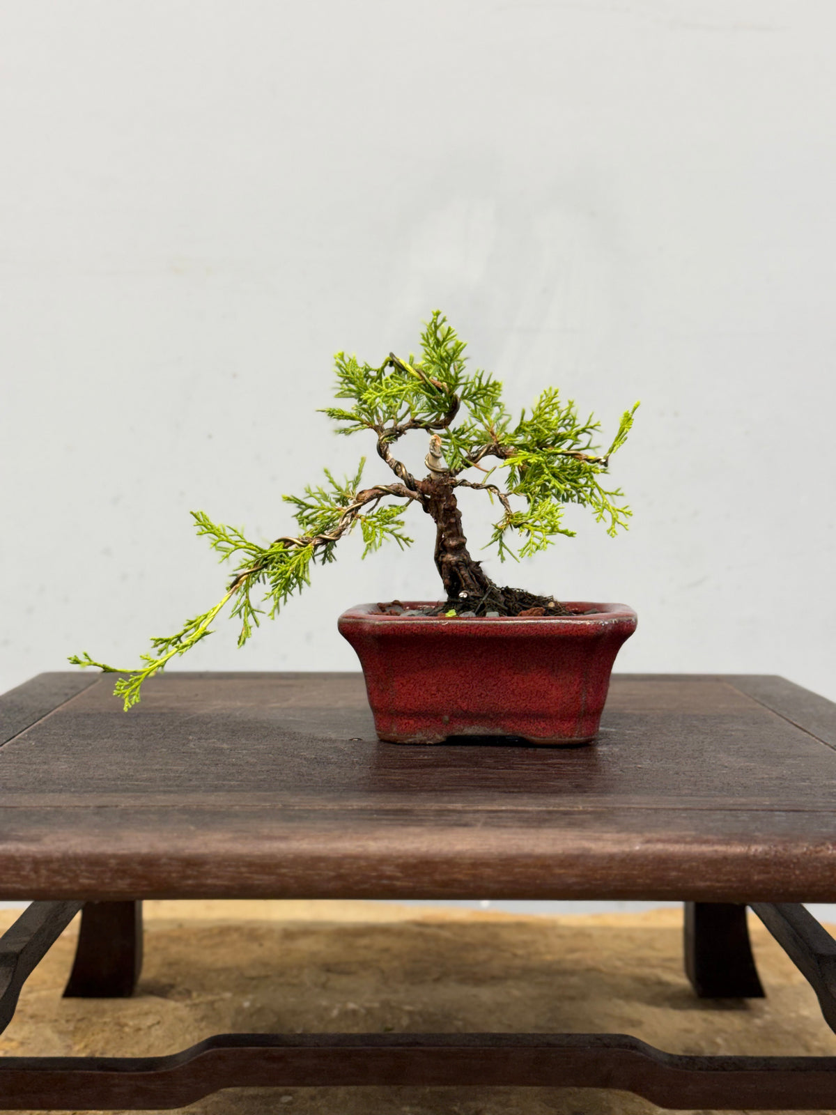 Mame Itoigawa Shimpaku Juniper Bonsai
