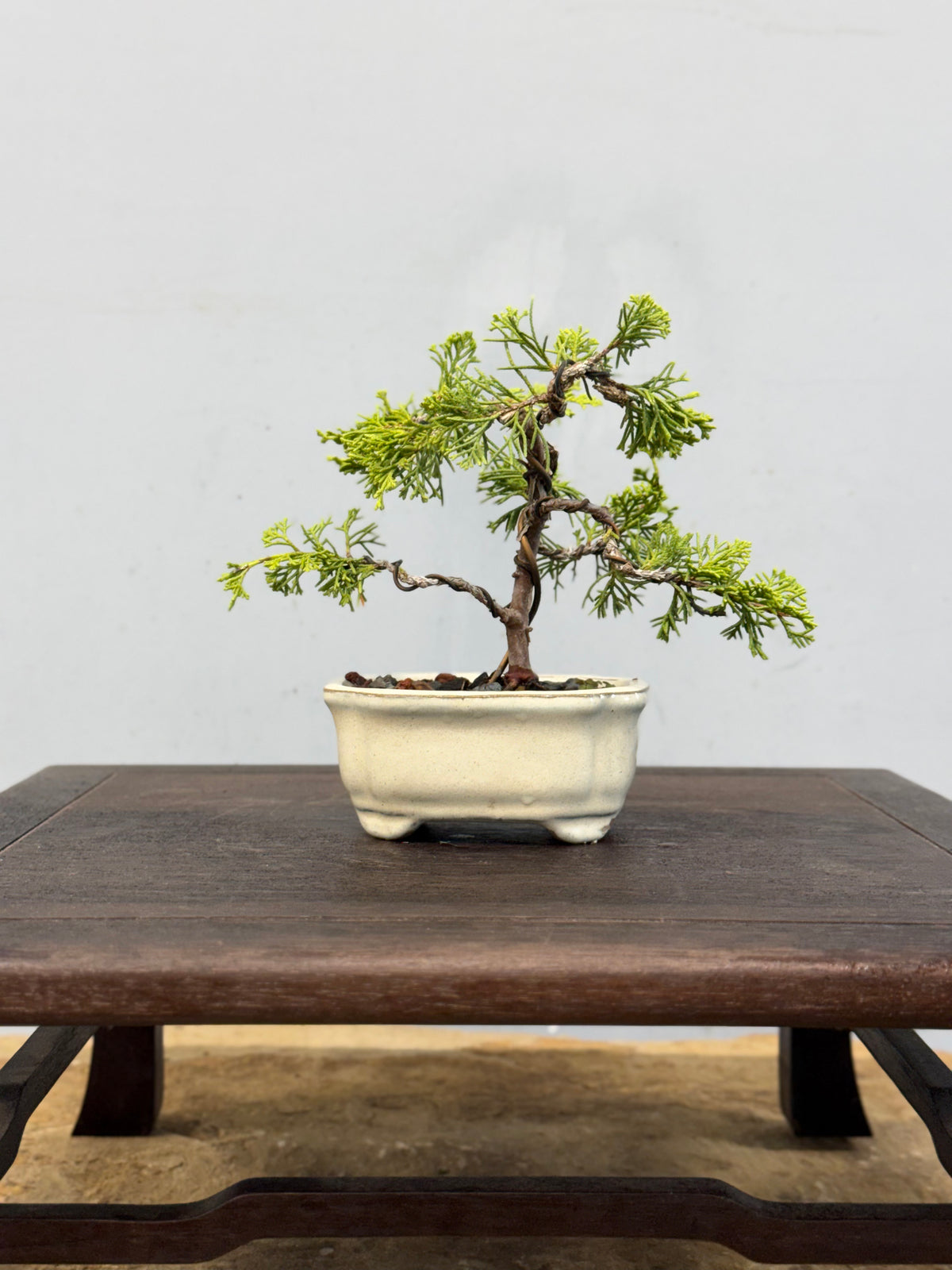 Mame Itoigawa Shimpaku Juniper Bonsai