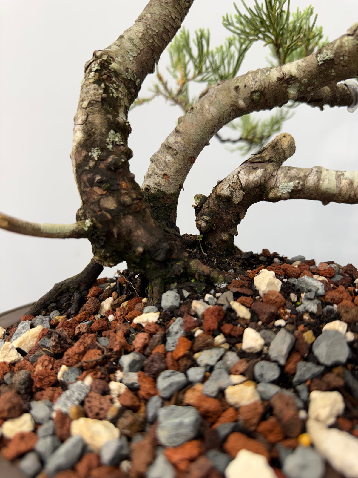 Parsons Juniper