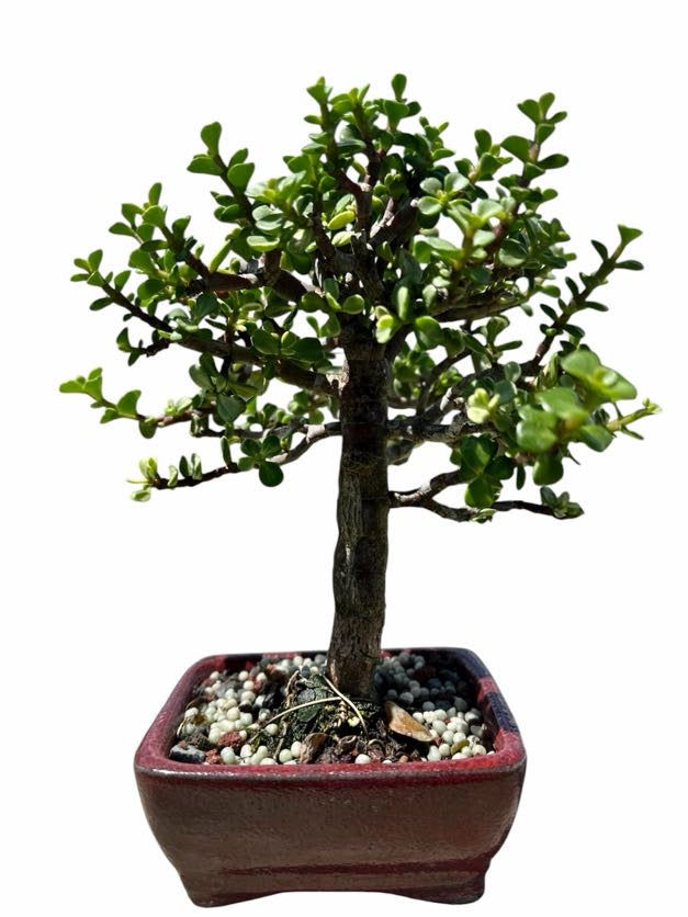Variegated Jade