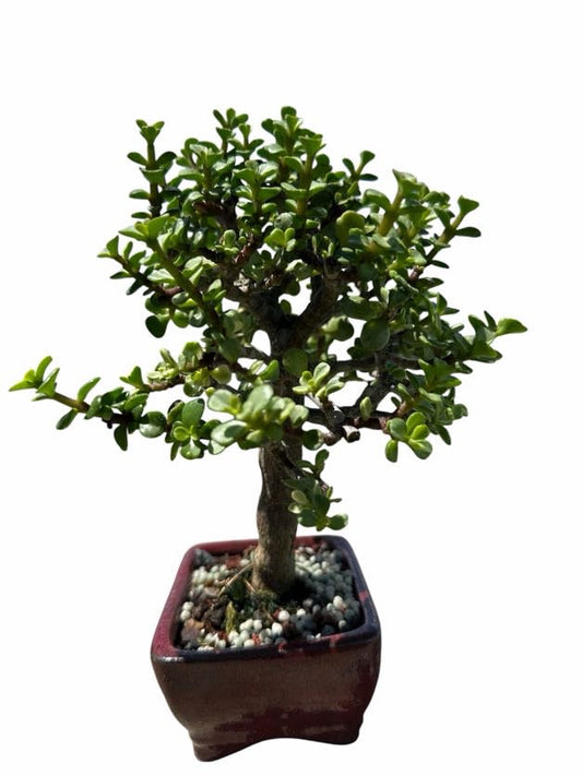 Variegated Jade