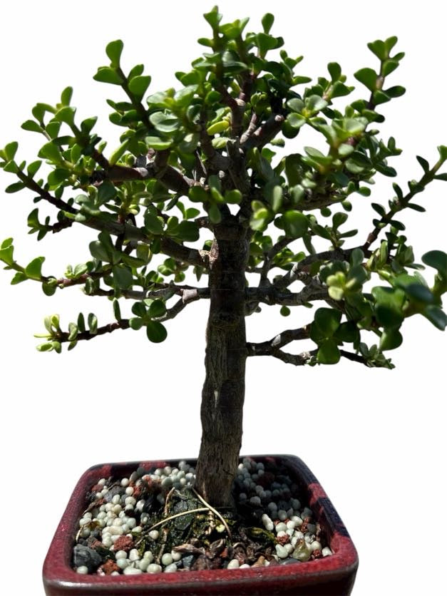 Variegated Jade