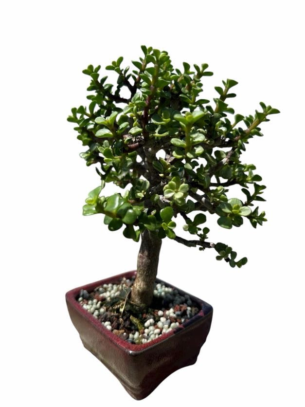 Variegated Jade