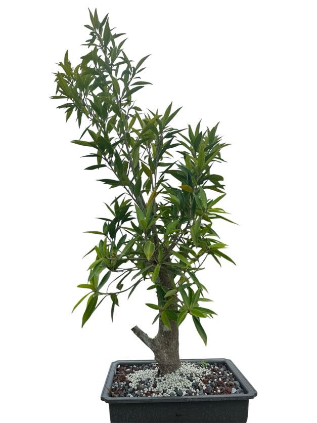 Willow Leaf Ficus