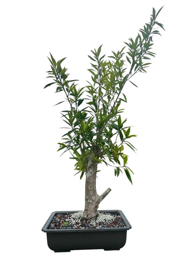 Willow Leaf Ficus