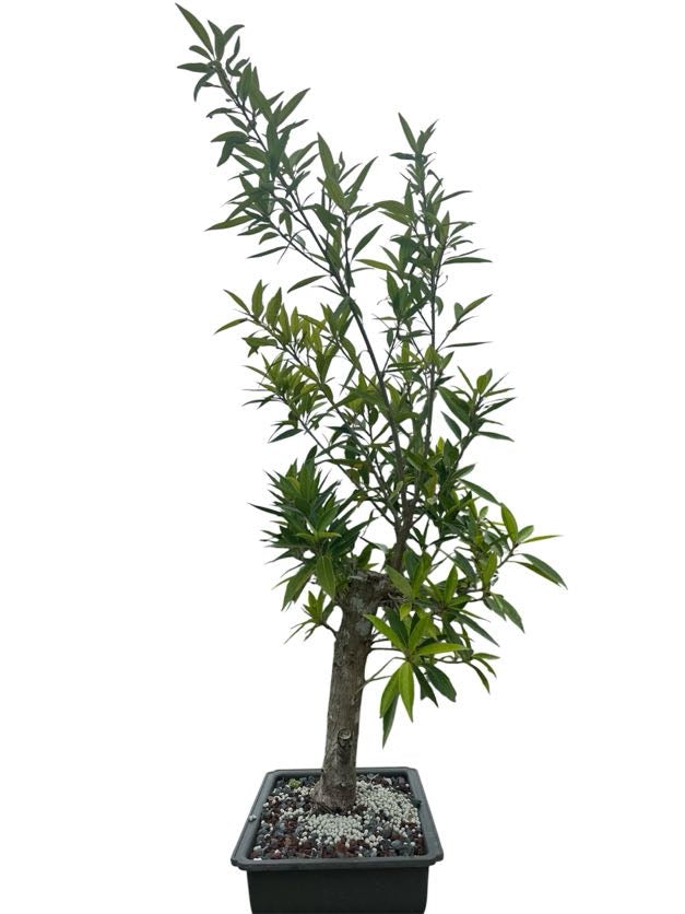 Willow Leaf Ficus